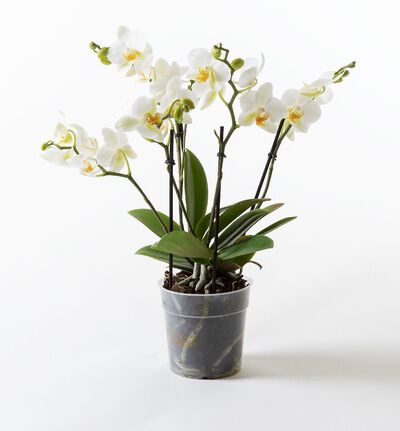 Hvit orkidé Bouquetto